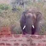 ଆଇଆଇଟି କ୍ୟାମ୍ପସ ଭିତରେ ପଶିଲା ଦନ୍ତା ହାତୀ
